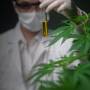 Cannabis medicinal: O cenário no Brasil
