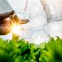 O Papel da Biotecnologia na Agricultura: Inovações e Impactos para o Futuro